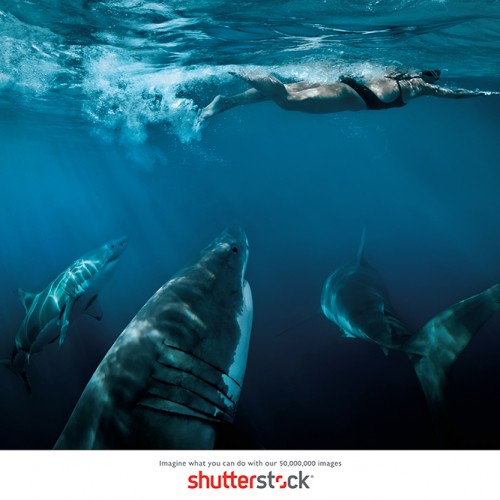 AW-shark