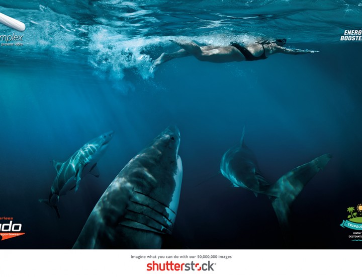 Shark